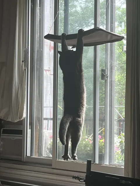 Kosmo just got his window perch, but he hasn’t figured out how it works yet.