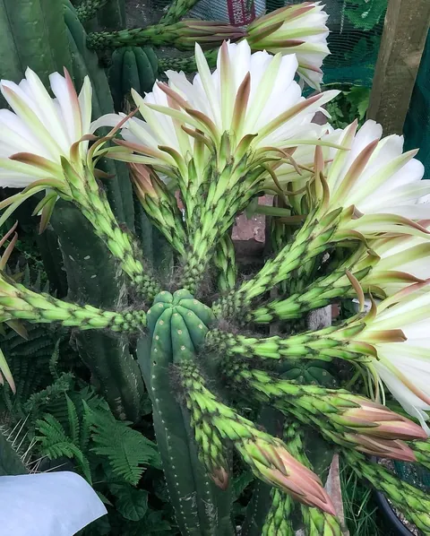 A bit unhinged, yes, but swipe for the flowers