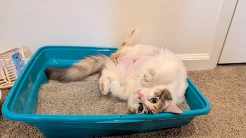 Meet Peppermint. Just adopted today :)