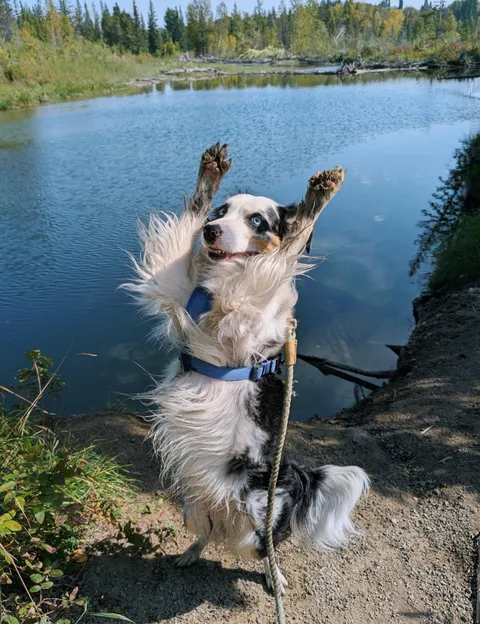 It wouldn't be a good hike without a Milo dance party!
