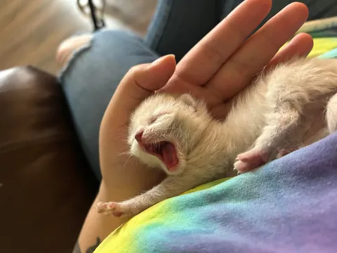 Last update on abandon kitten