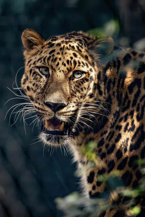 ITAP of an Amur Leopard staring into my lens