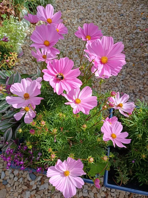 My little slice of heaven in Dublin, Ireland was looking very happy this morning.