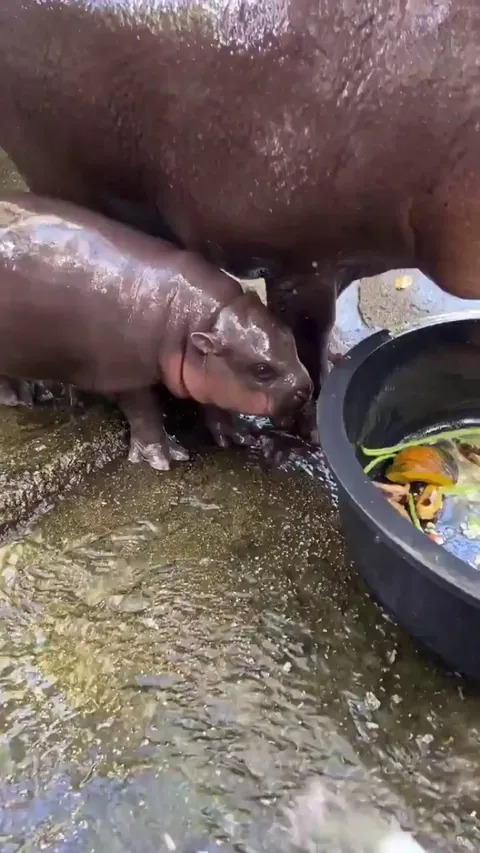 This is Moo Deng, baby pygmy hippopotamus at Khao Kheow Open Zoo in Chonburi Thailand