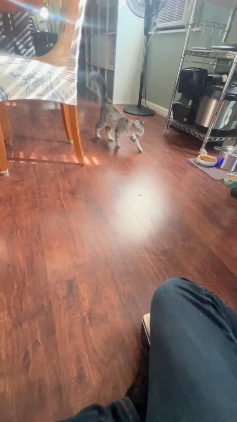 Babysitting a cat for a friend. This sneak attack killed me.