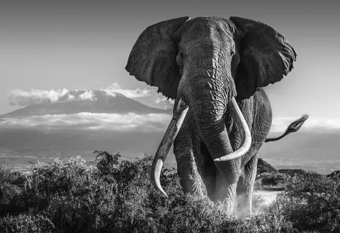 Today, is the Fall of the Great Titan. At age 50, Tim, one of Africa's last great tuskers, has come to his end -- and with him, the legacy of one of Earth's greatest creatures to ever roam. Rest in Peace, to a Giant.