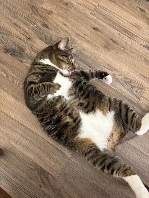 Today is Artemis’ 11th birthday!!