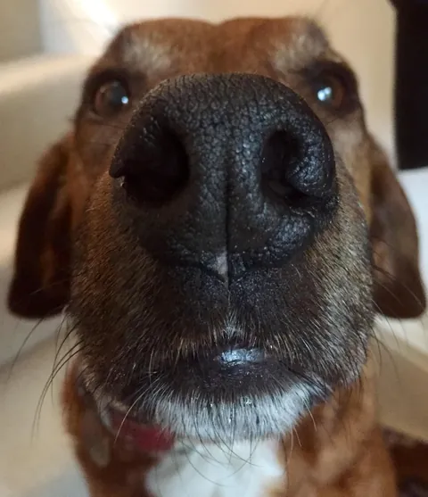 More noses of the dogs I walk