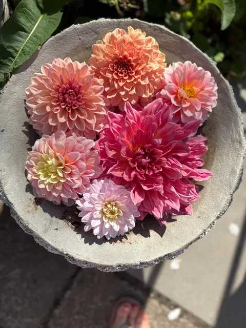 My Safe Haven 🌸💚💖🧚 #summerhouse #garden #paradise