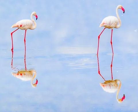 ITAP of flamingos on a lake in Kenya