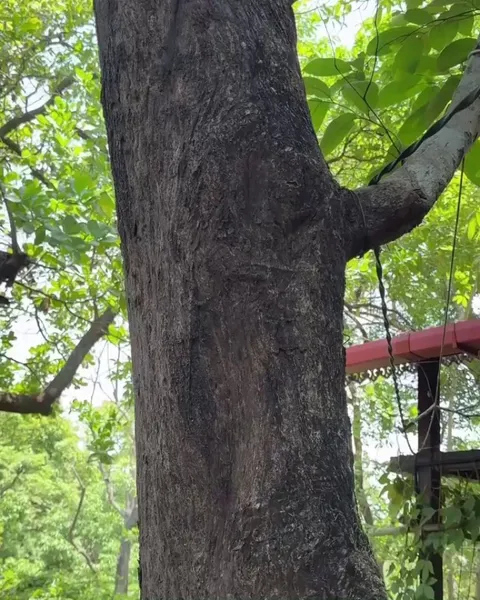 🔥 Draco Lizards’ camouflage  mechanism