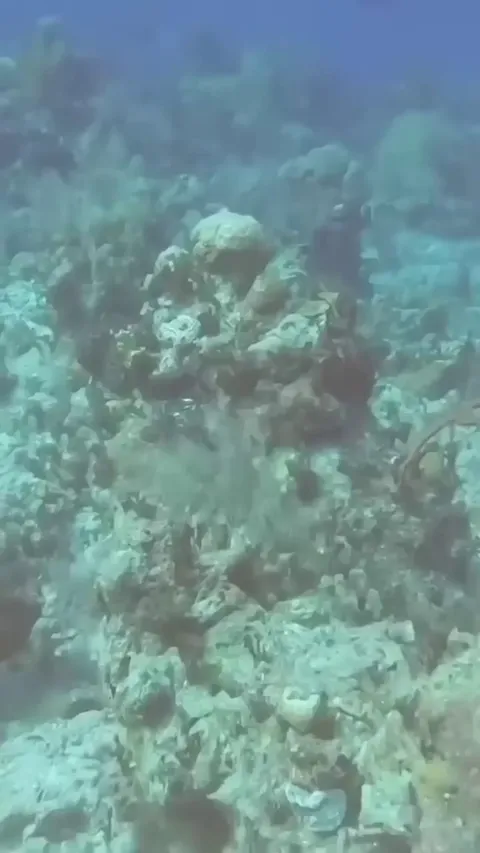 Divers Encounter Real Sonar Ping