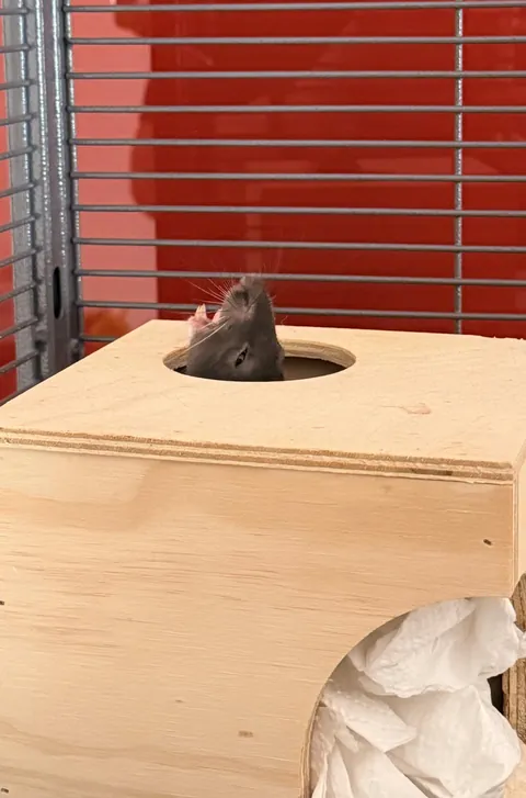 What are the funniest/weirdest pics you have of your rats?