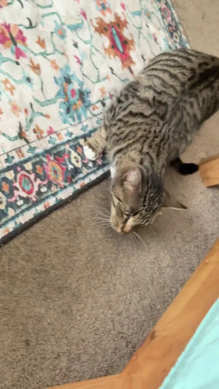 what’s going on with my cat?