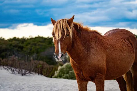 Wild horse came through our camp last weekend.