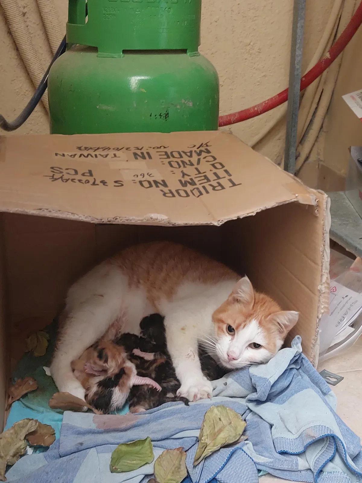 My cat gave birth to 5 babies 