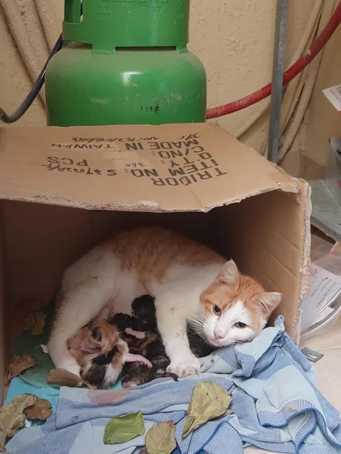 My cat gave birth to 5 babies 