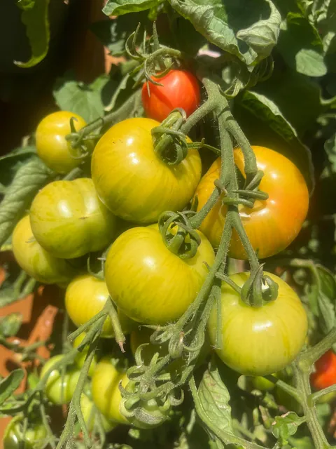 First time growing in my garden 🍅