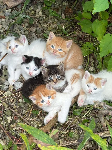 Anyone need a super cute kitten? We apparently have a surplus.