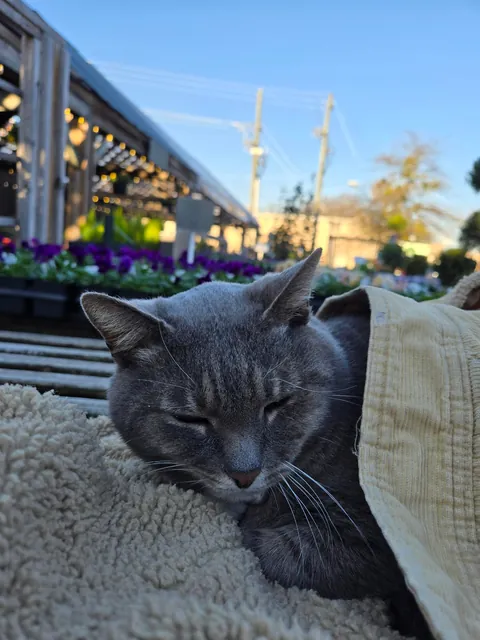 Someone wrapped up the cat at my local garden shop and left their jacket.