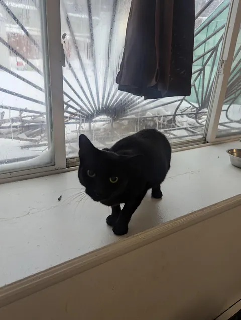 I brought this kitty that I feed inside for the snow storm. They are so scared