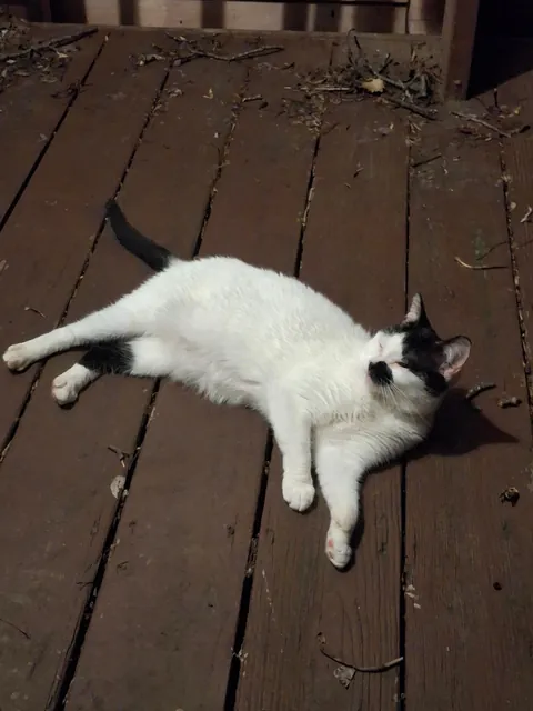 This is my first cat ever, her name is Yuki and she's the best