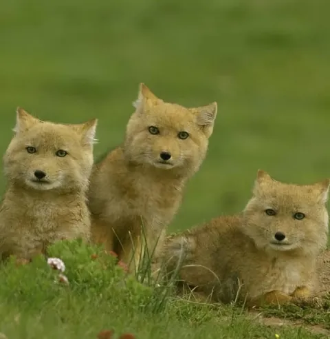 🔥 Square-Faced Tibetan Fox 🔥