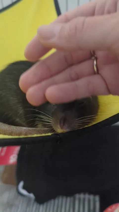 Spyro deserves sbig snooze after a morning of stealing jewellery and coins