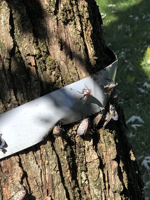 How to effortlessly catch tons of lantern bugs with duct tape
