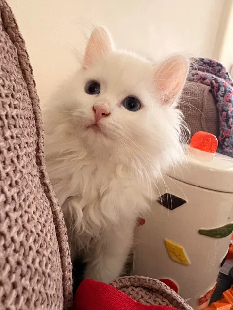 Mozzarella the deaf kitty