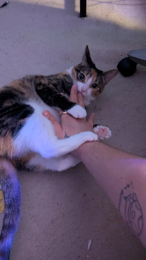 my dad passed so I have a cat now