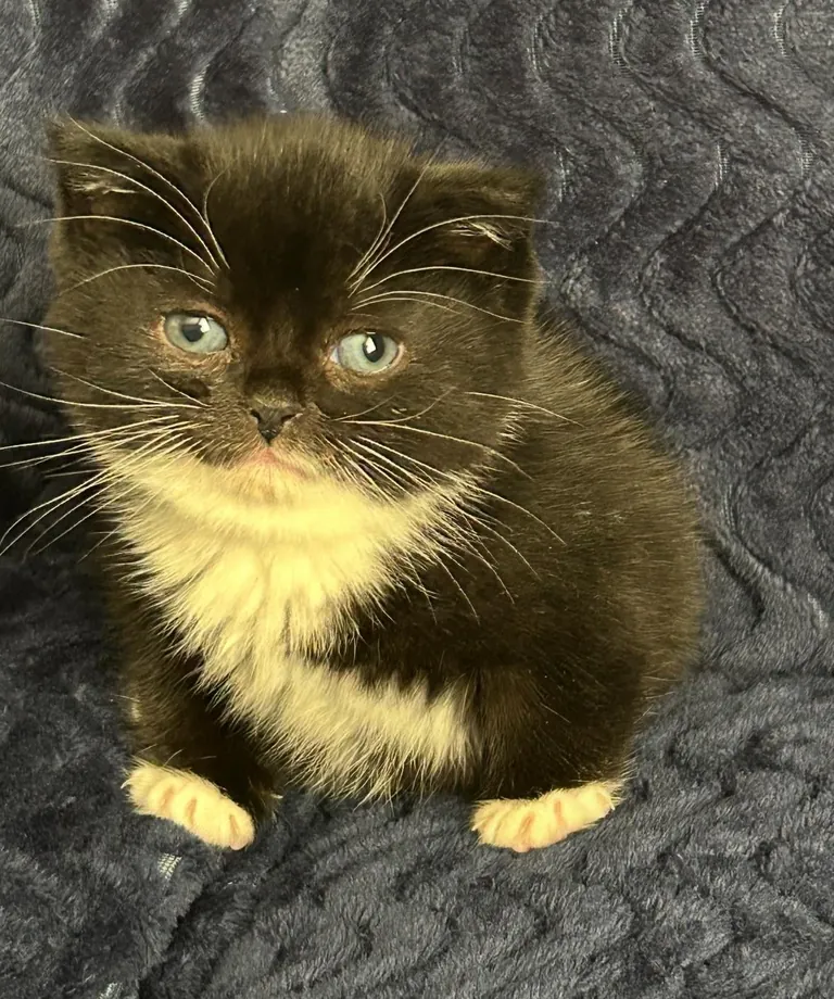 my tiny round girl!!!! cleo 🥰