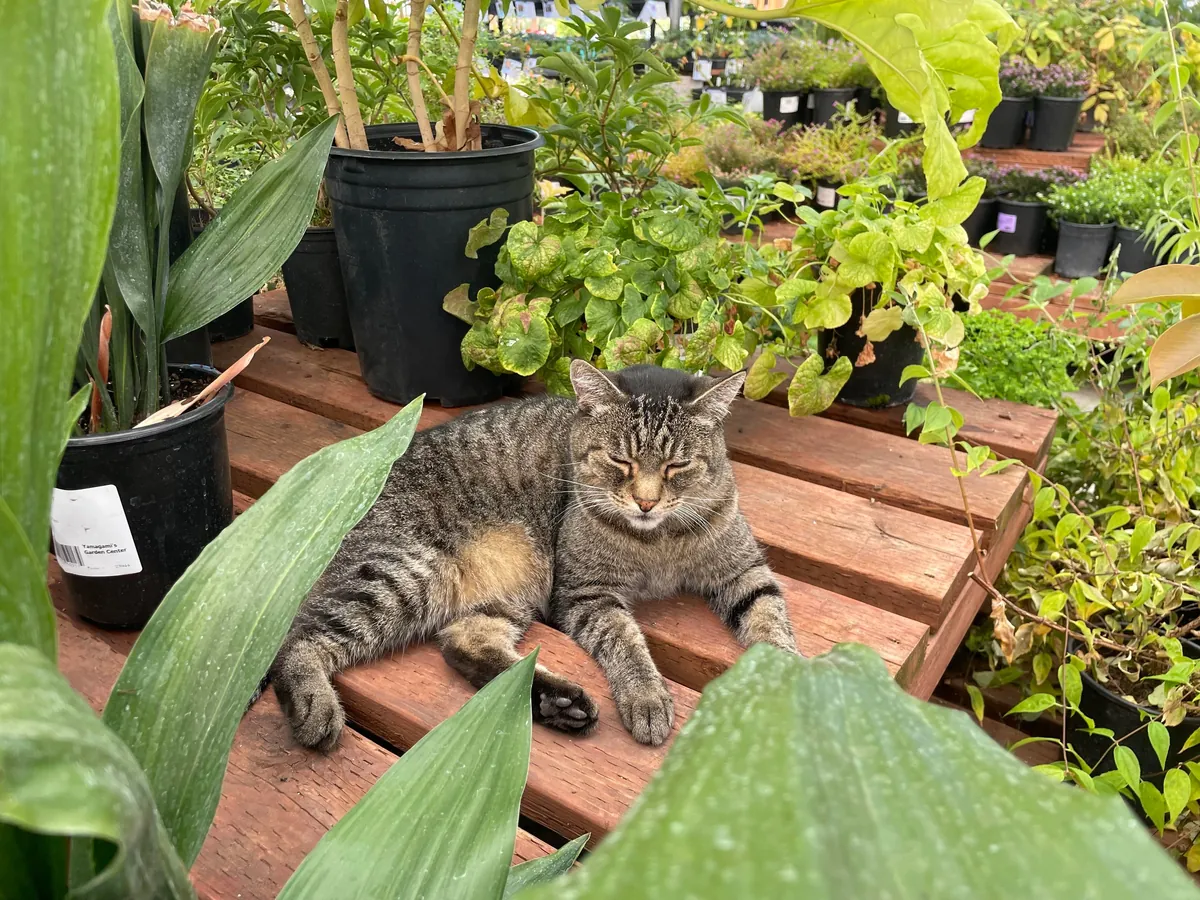 Tigger is always hard at work tending to the plants at this nursery