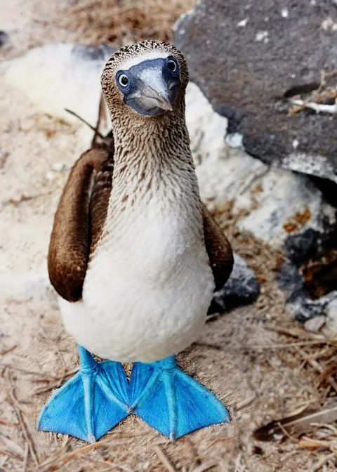 PsBattle: A Blue Footed Booby