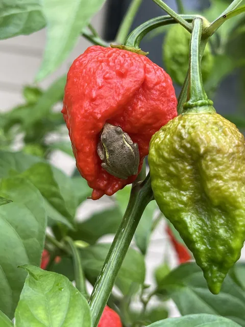 Harvesting some of my Red Ghost peppers and I saw a weird blob on one..