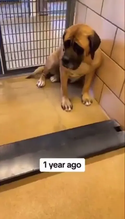 one year of love, healing, and pawsitivity