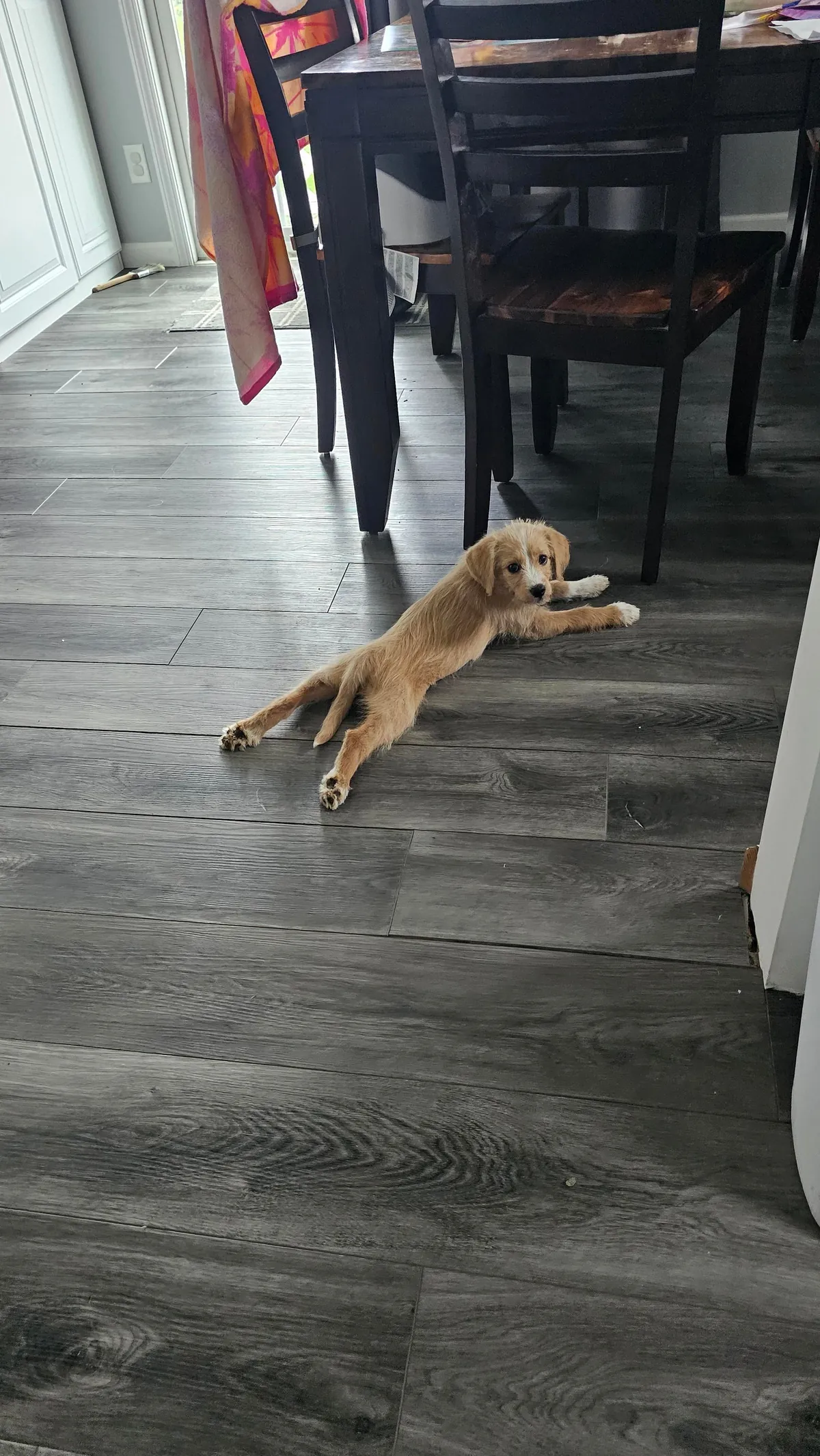 Our Skye puppers🥰