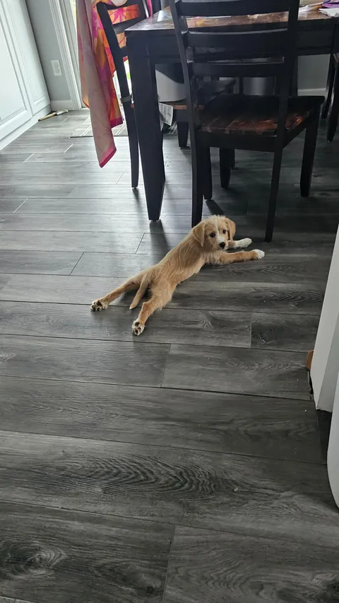 Our Skye puppers🥰