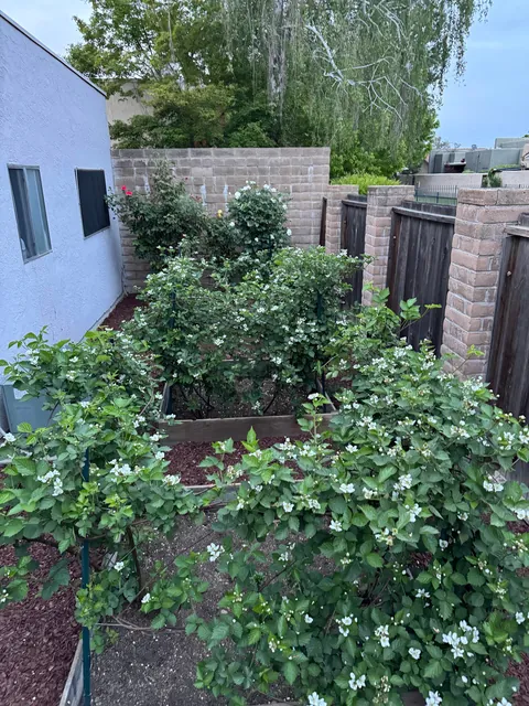 My blackberry harvest this season!