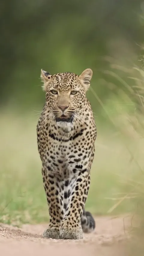 🔥The African Leopard (Panthera pardus pardus) 