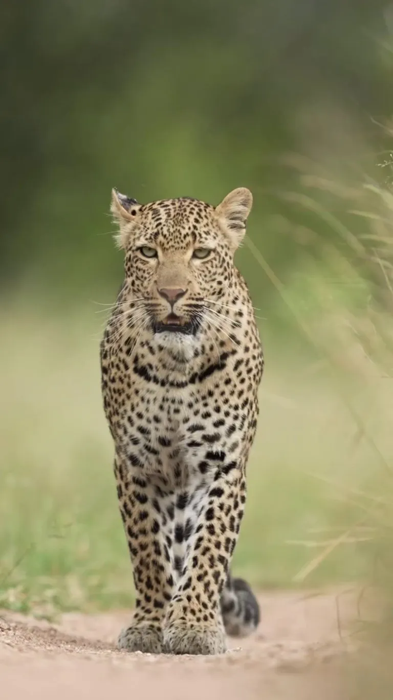 🔥The African Leopard (Panthera pardus pardus) 