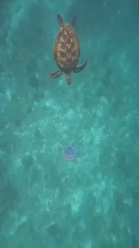 🔥 Turtle Snacking On A Jellyfish