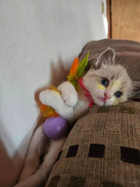 Today marks one year since I adopted Mabel. I wanted to share her Journey with you all. She's doing great!