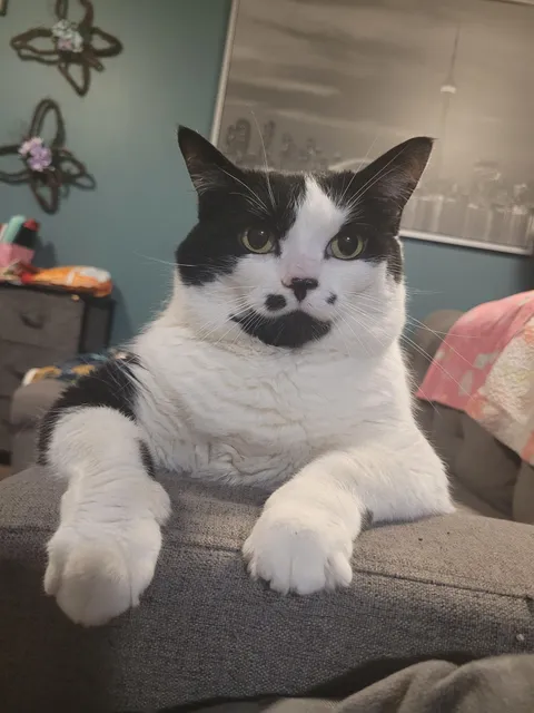 She always chooses the weirdest position to sit and stare at me.