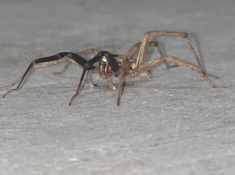 Was in garage when this wolf spider dropped by. It was chill and let me take a bunch of close-ups