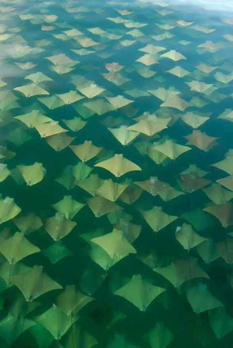 🔥 A stingray migration 🔥🔥