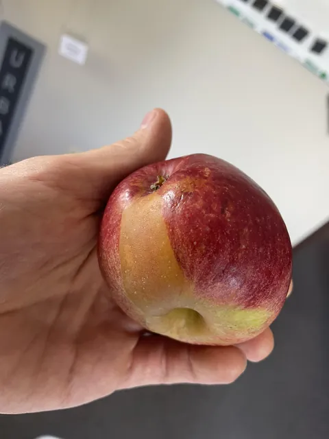 The head and the butt of my apple were not opposite