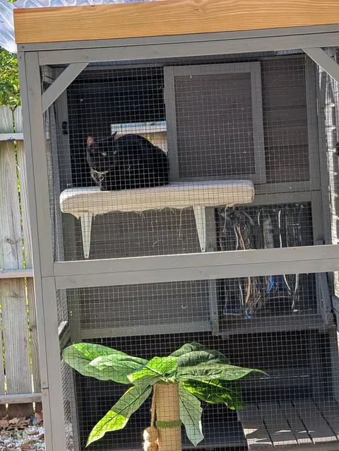 One year ago, I adopted my very first cat!