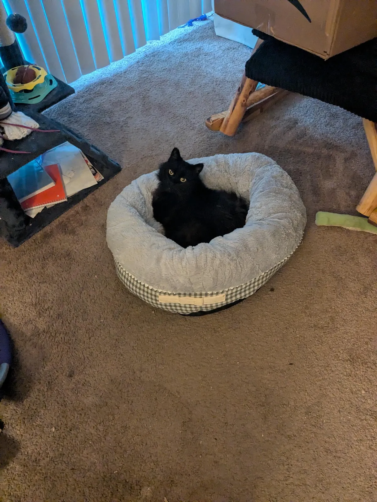 He got this bed 7 months ago and this is the first time he's laid in it