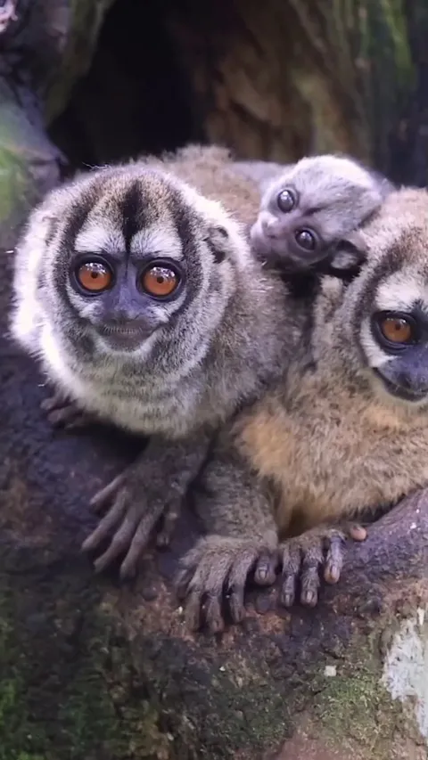 🔥The gray-bellied night Monkey (Aotus lemurinus)